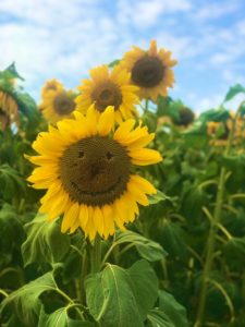 Sunflower Season in Milton Keynes - Craft & Travel