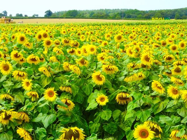 Sunflower Season in Milton Keynes - Craft & Travel