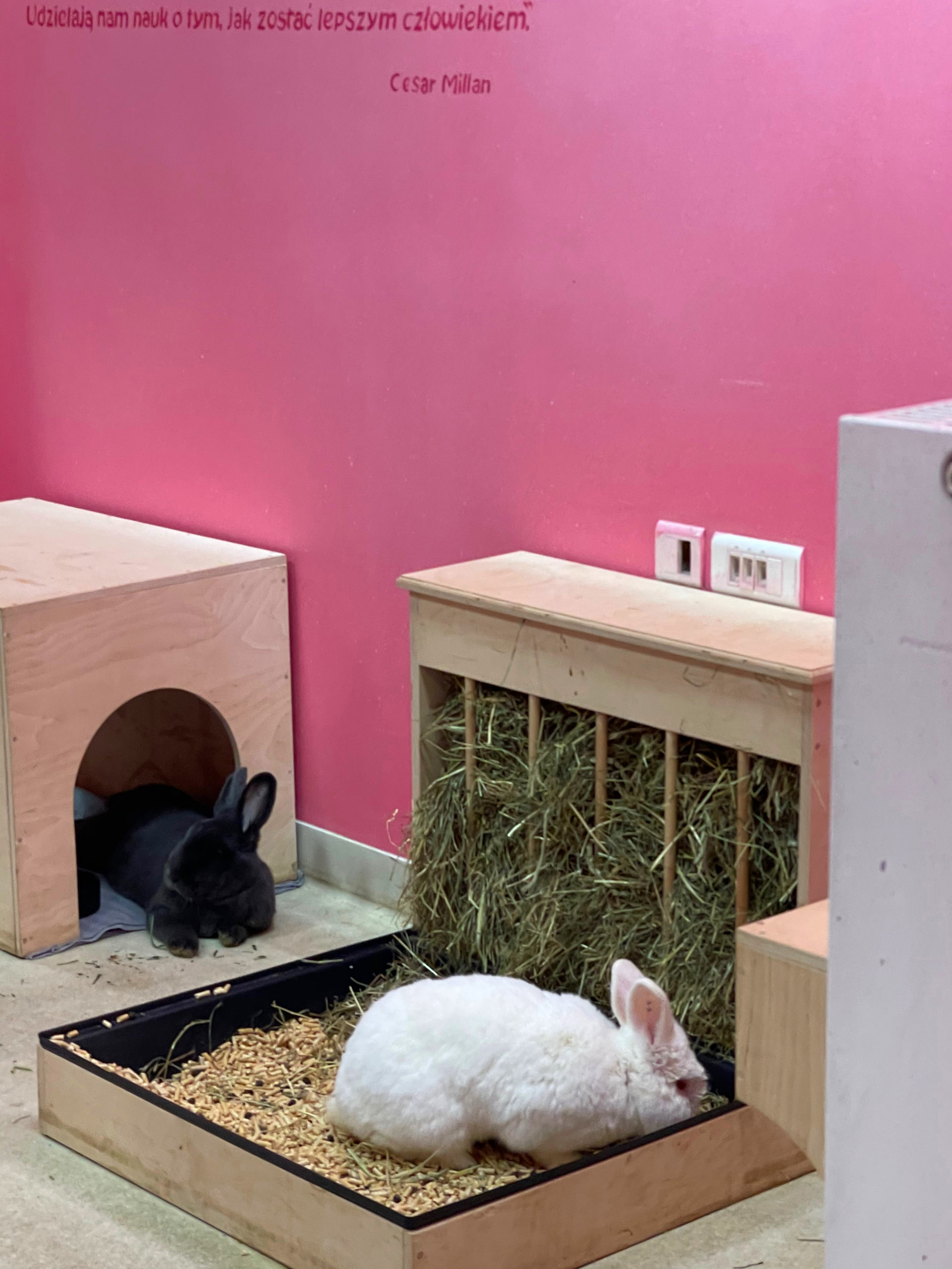 a white and black bunny in their hutches