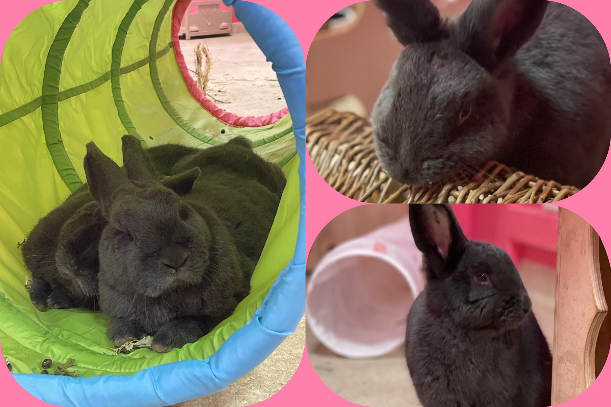 three photos of dark grey fluffy bunnies