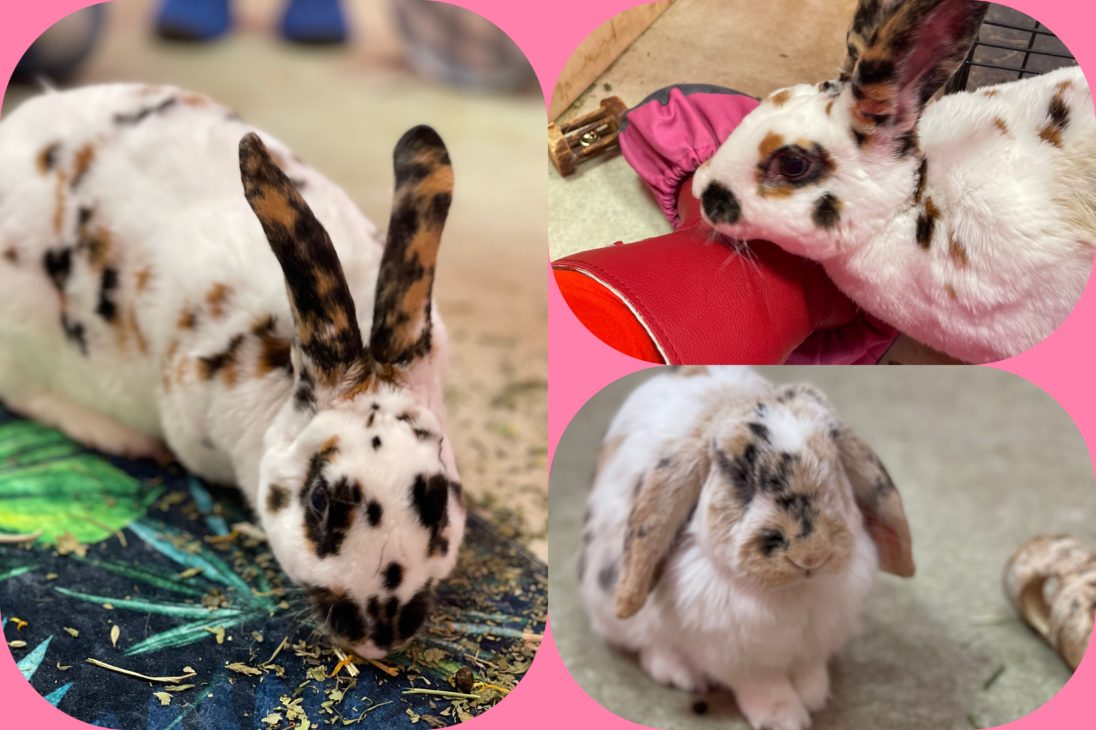 photos of 4 cute bunnies  all of them have speckled fur