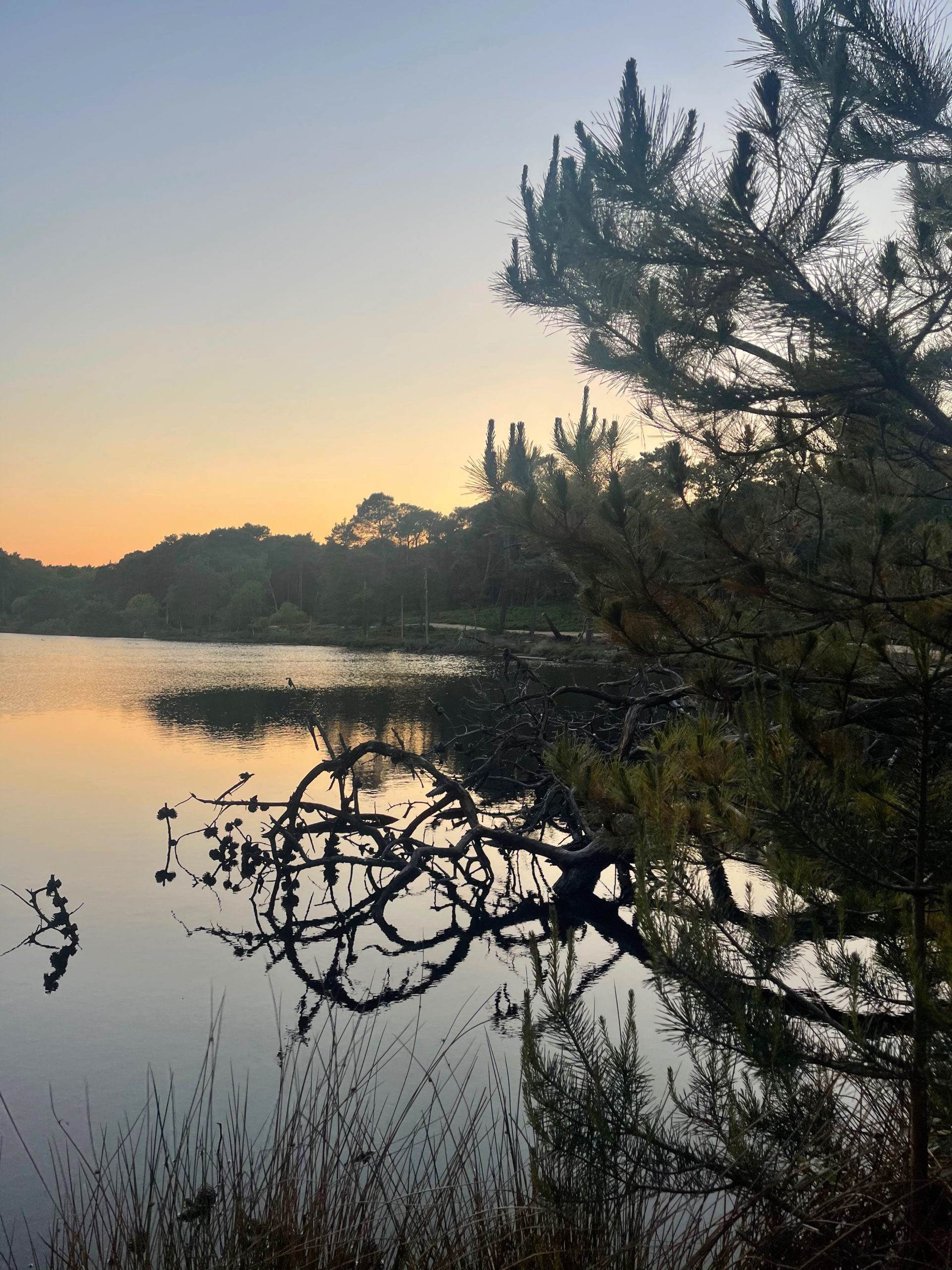 view of the water at sunset on brownsea island