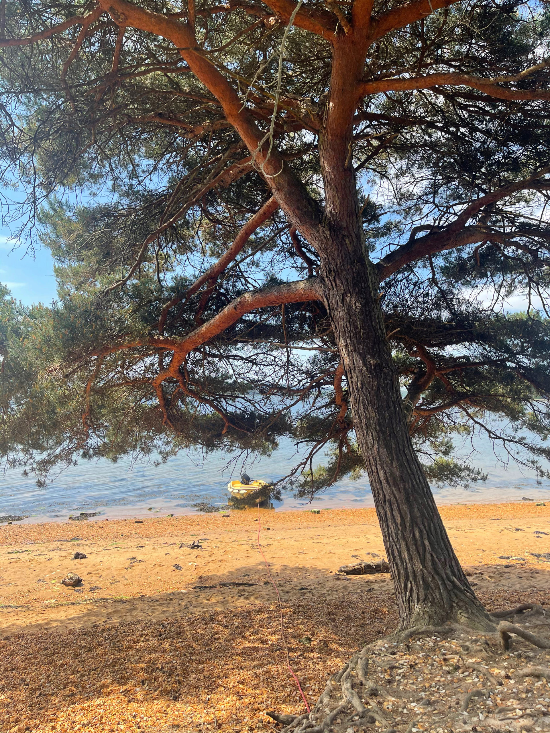 empty beach and tree