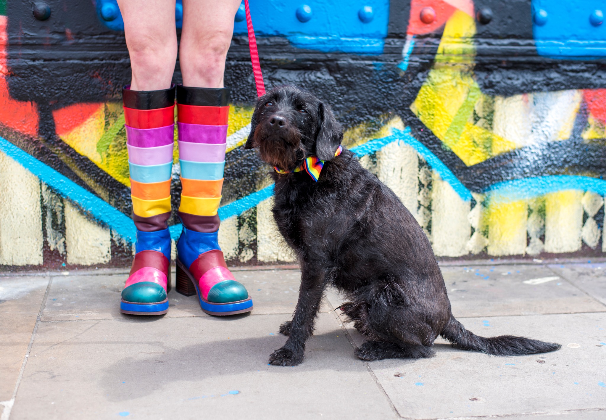 pair of legs wearing rainbow boots holding a lead with a black dog against a colourful wall