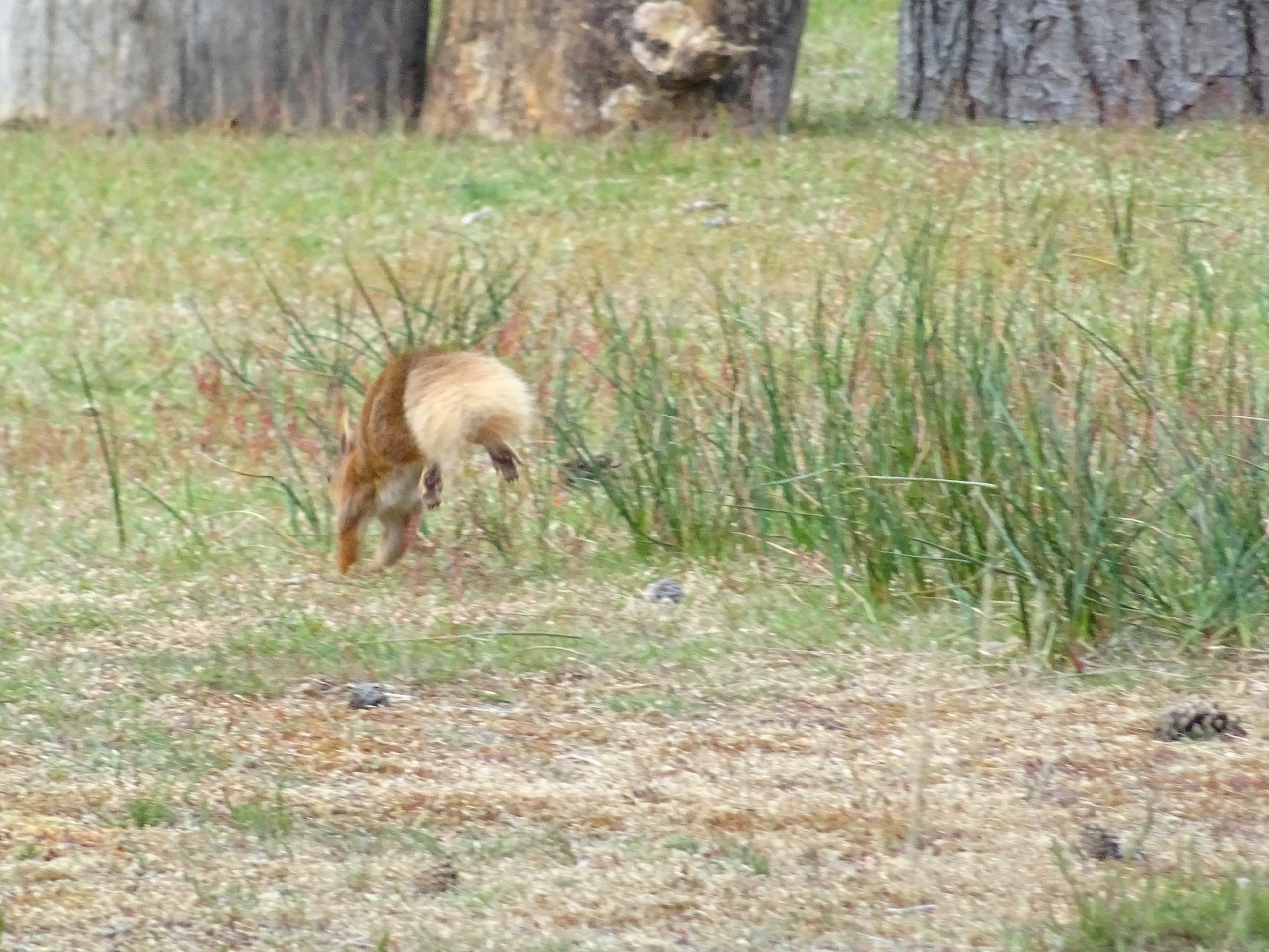 red squirrel at brownsea island camp site