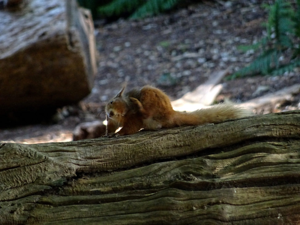 red squirrel on a log having a scratch