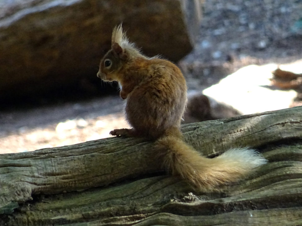 cure red squirrel on brownsea island