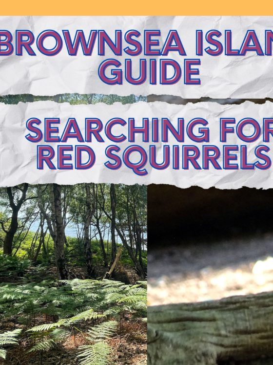Searching for red squirrels: a camping adventure in Brownsea Island
