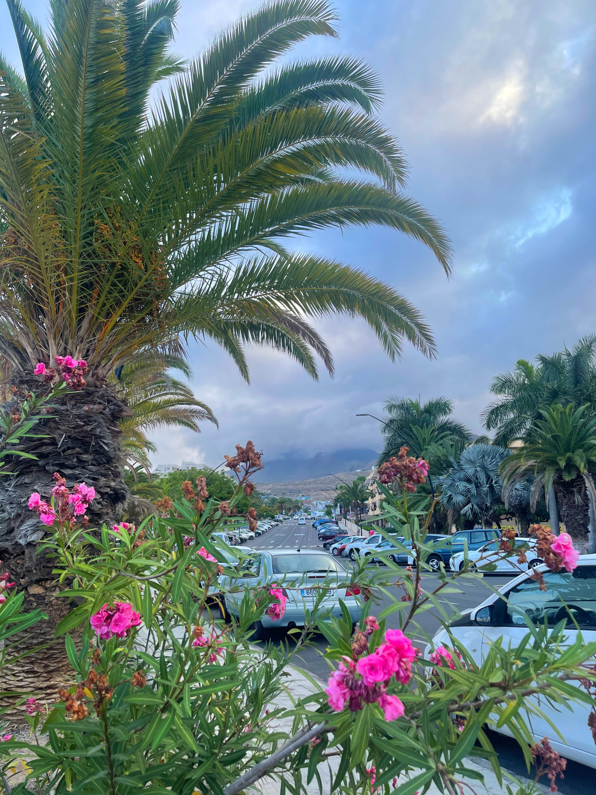 view of tenerife, flowers in foreground and mount tiede in background