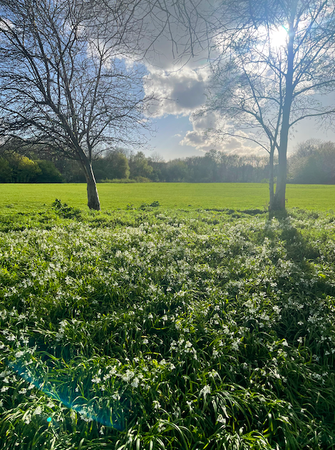 a shot of my park sun breaking in clouds white flowers in foreground two trees and grass