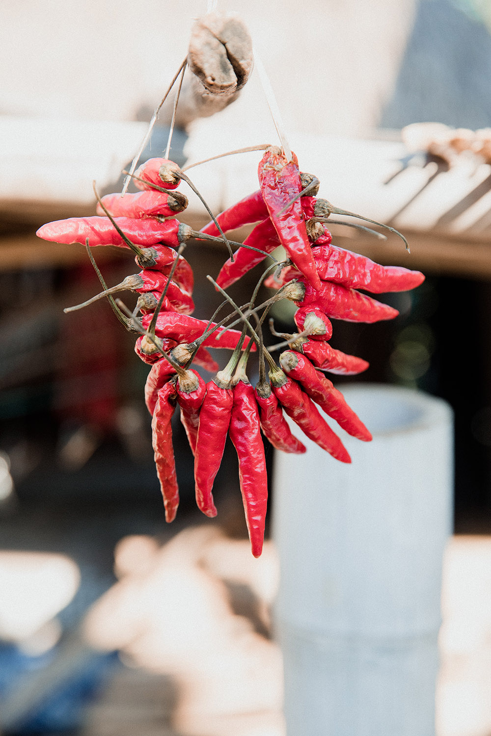 bunch of red chillies drying in the sun