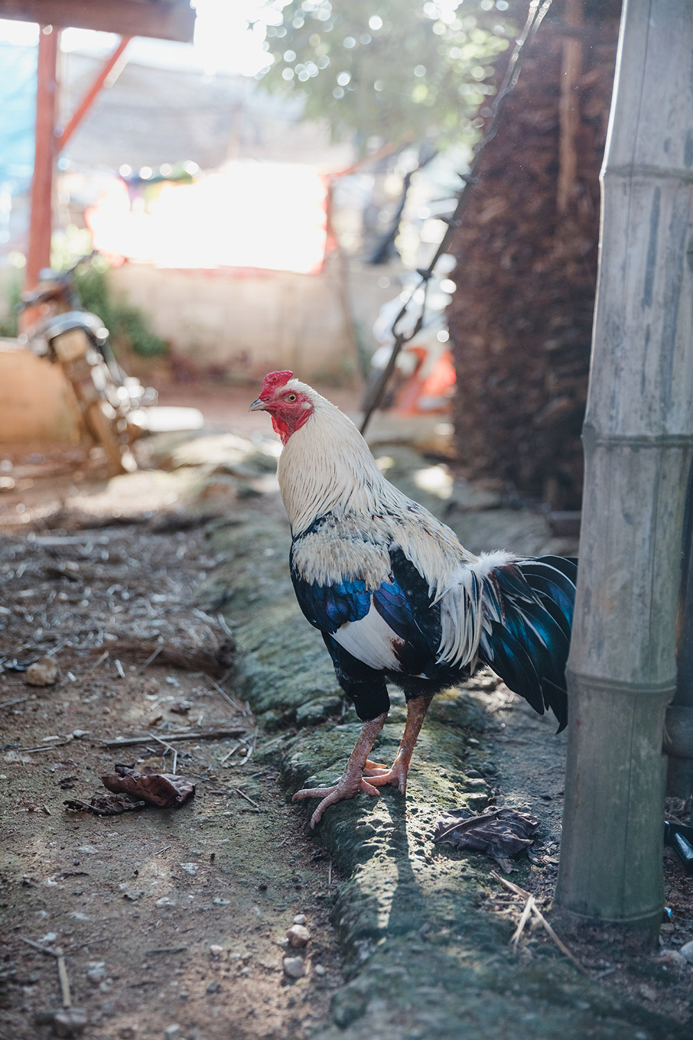 rooster photo