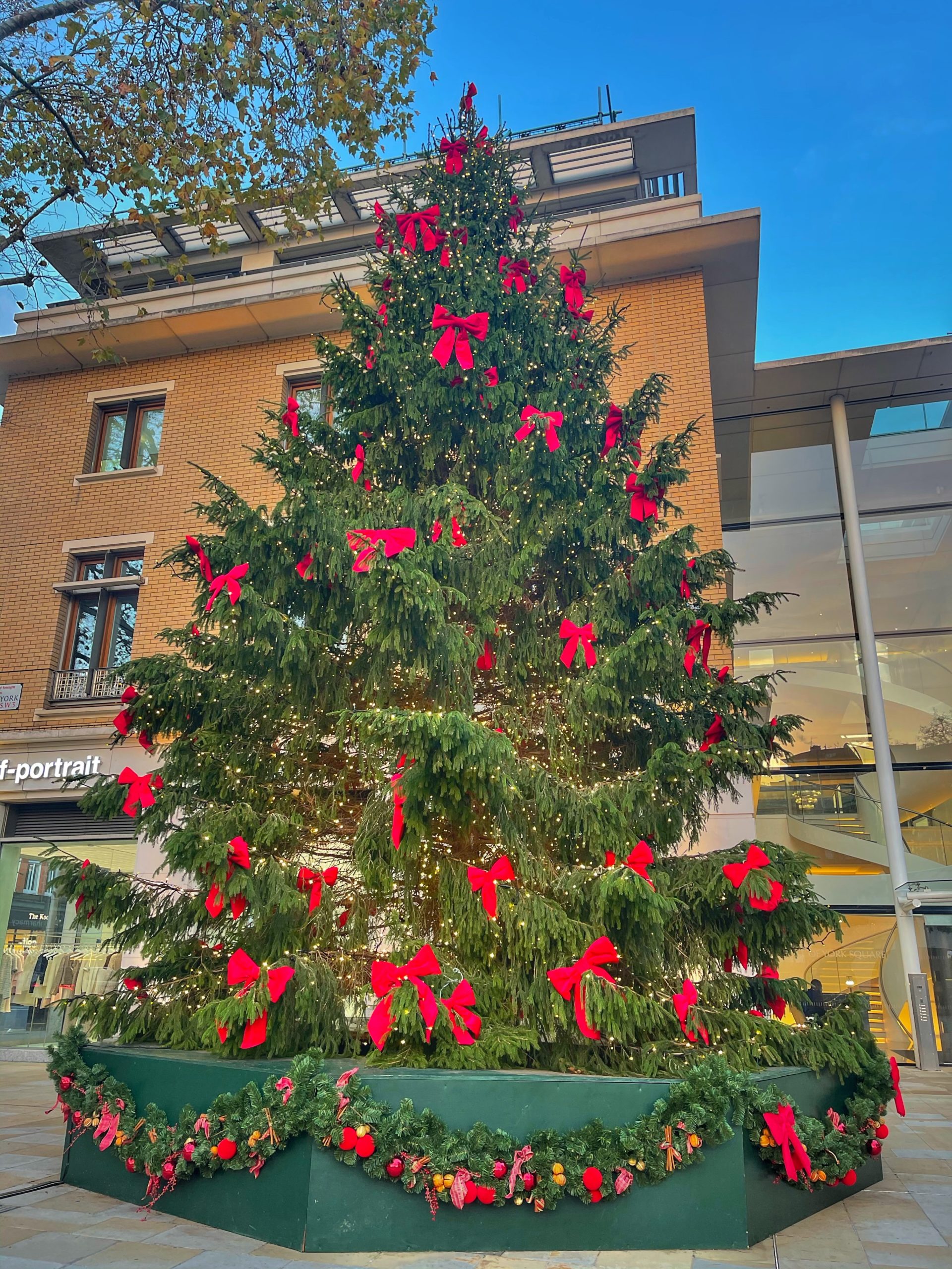 large green chrostmas tree decorated with red bows aid gold fairy lights