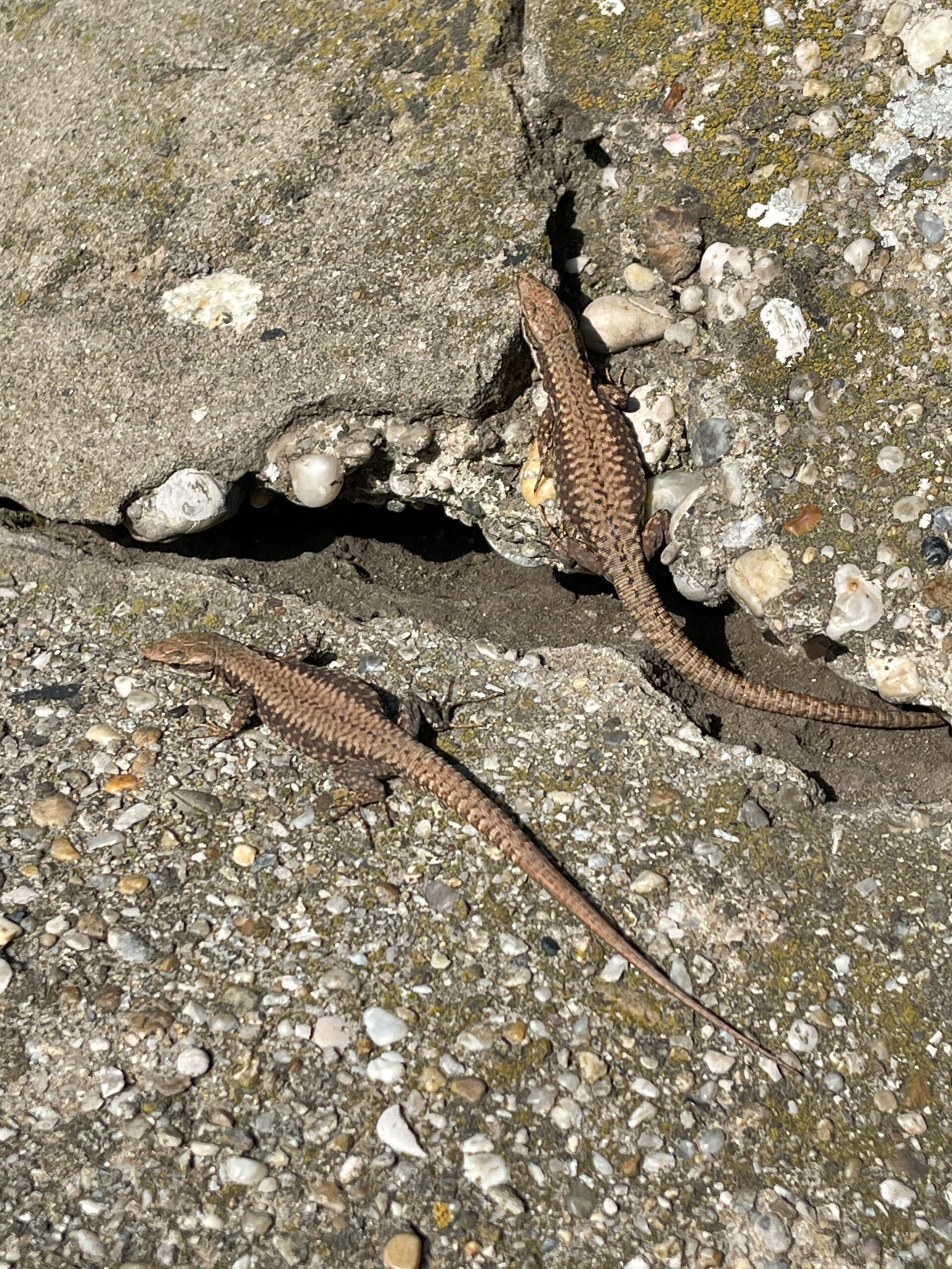 two lizards on a rocky wall