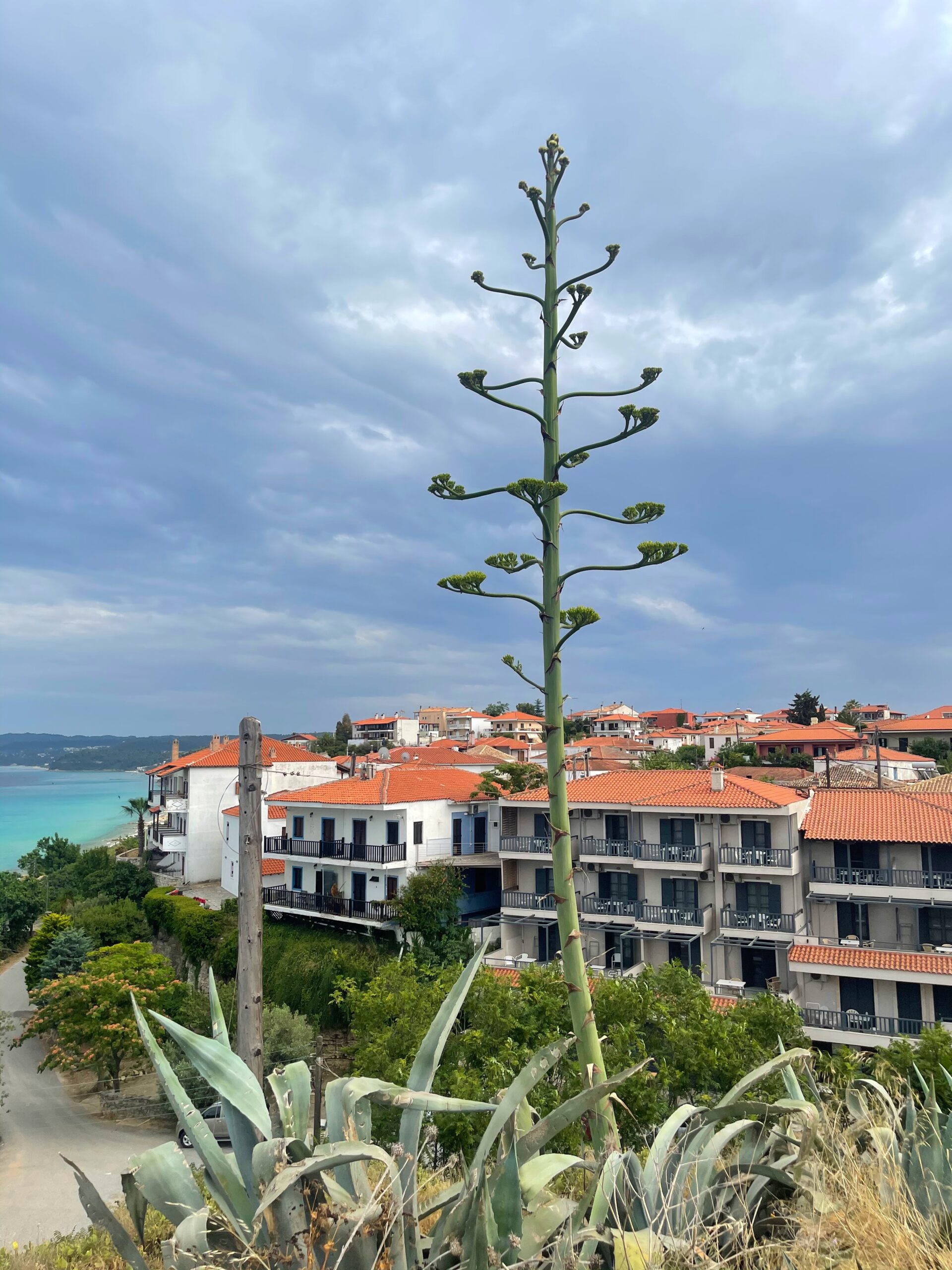 large cactus plant overlooking sea