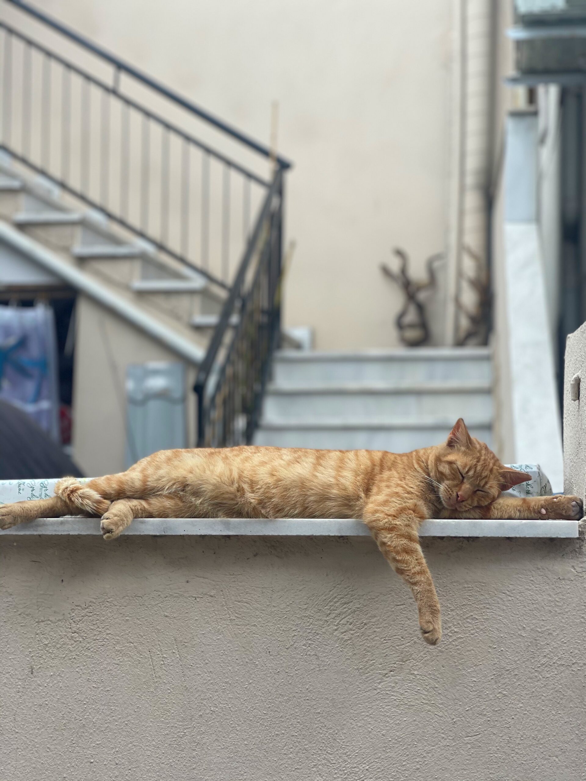 cat asleep on a wall