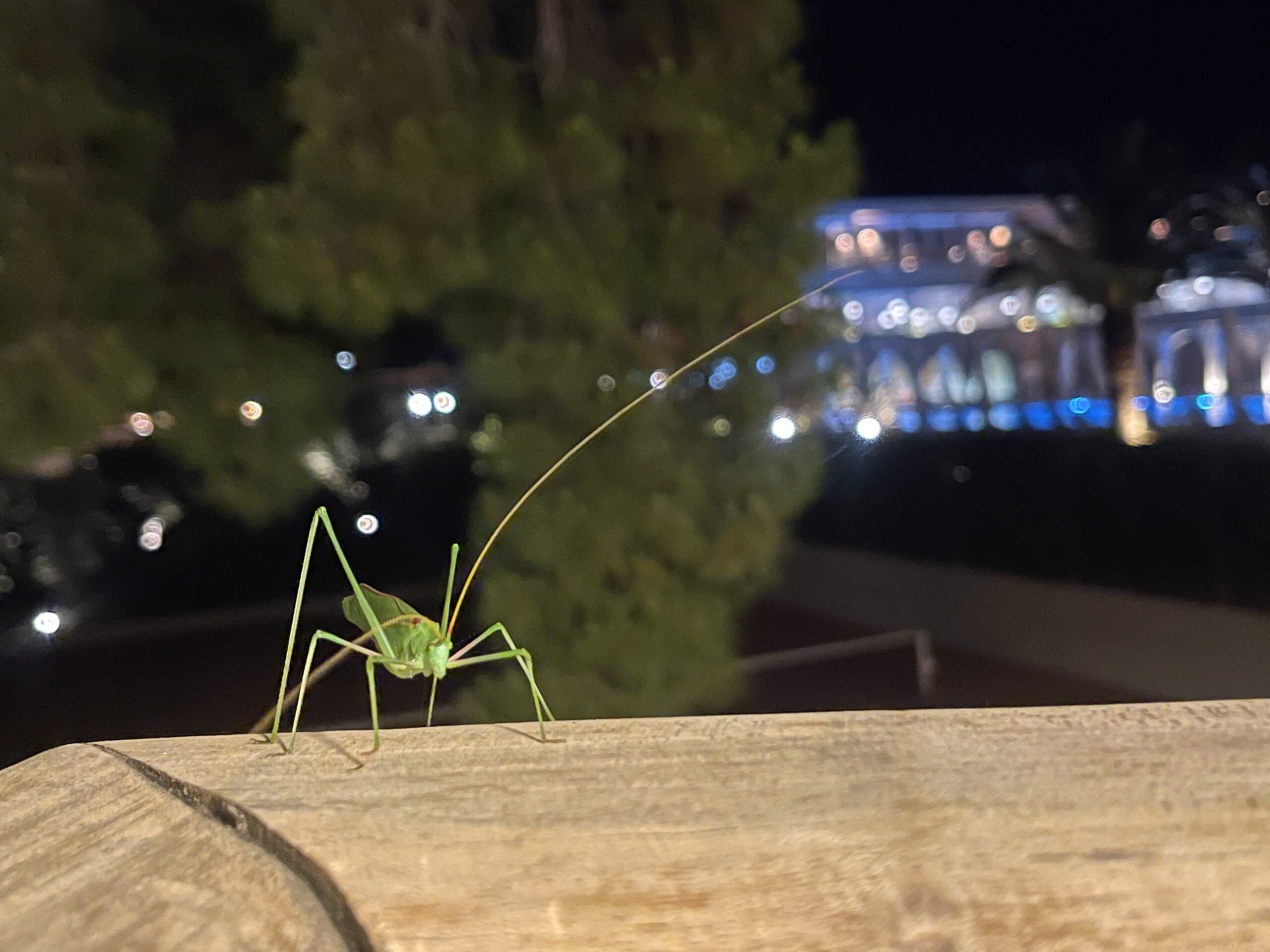 a large green cricket style bug 