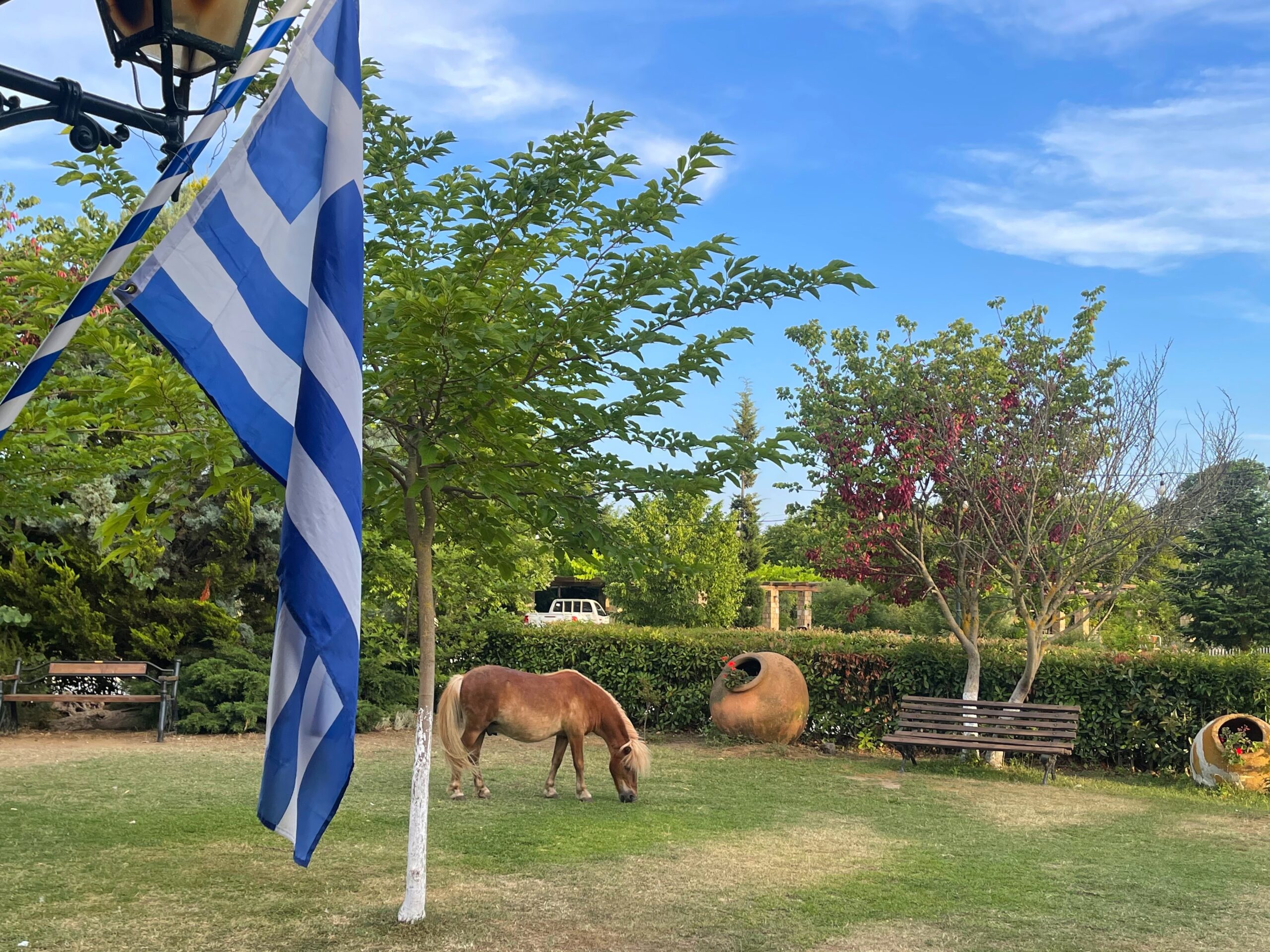 platanorema farm in halkidiki, horse